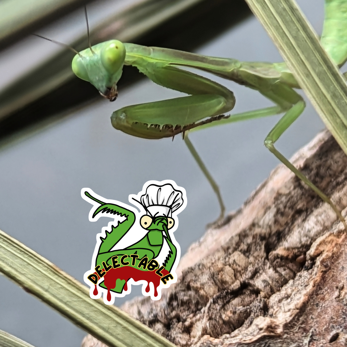 Beautiful Bugs